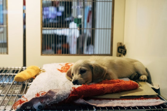 Over 30 Animals Rescued from Dire Conditions in Hermitage Home, Residents Charged with Hoarding