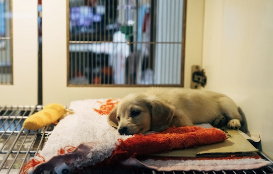 Over 30 Animals Rescued from Dire Conditions in Hermitage Home, Residents Charged with Hoarding