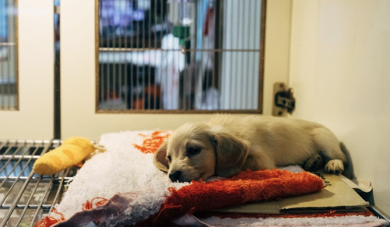 Over 30 Animals Rescued from Dire Conditions in Hermitage Home, Residents Charged with Hoarding