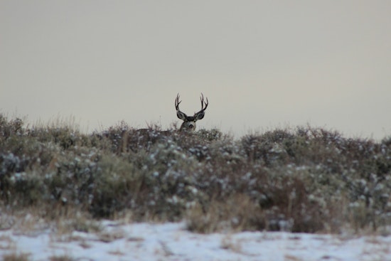 Pennsylvania Game Commission Touts High Prosecution Success, Advances in Wildlife Conservation