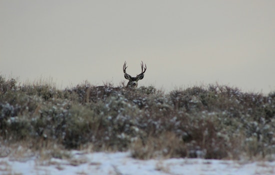 Pennsylvania Game Commission Touts High Prosecution Success, Advances in Wildlife Conservation