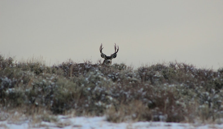 Pennsylvania Game Commission Touts High Prosecution Success, Advances in Wildlife Conservation