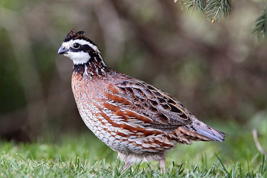 Pennsylvania Game Commission's New Chapter, Bobwhite Quail Reintroduced to Their Native Grounds
