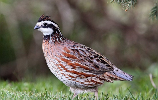 Pennsylvania Game Commission's New Chapter, Bobwhite Quail Reintroduced to Their Native Grounds
