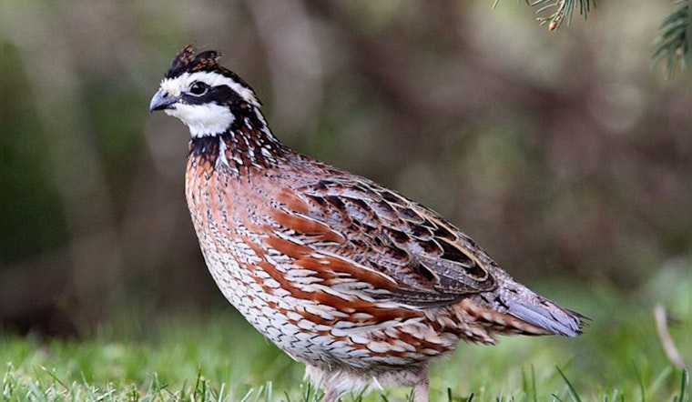 Pennsylvania Game Commission's New Chapter, Bobwhite Quail Reintroduced to Their Native Grounds