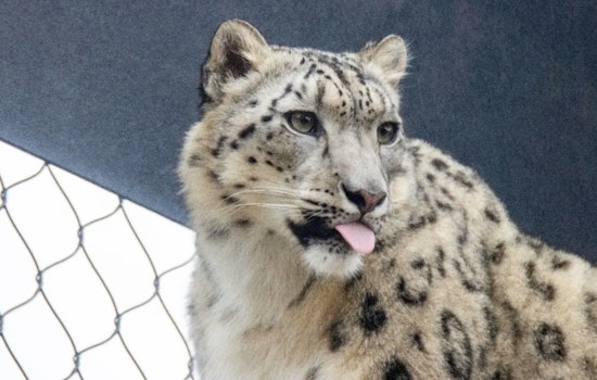 Philadelphia Zoo to Debut Marcy, a New Snow Leopard, as Part of Conservation Effort