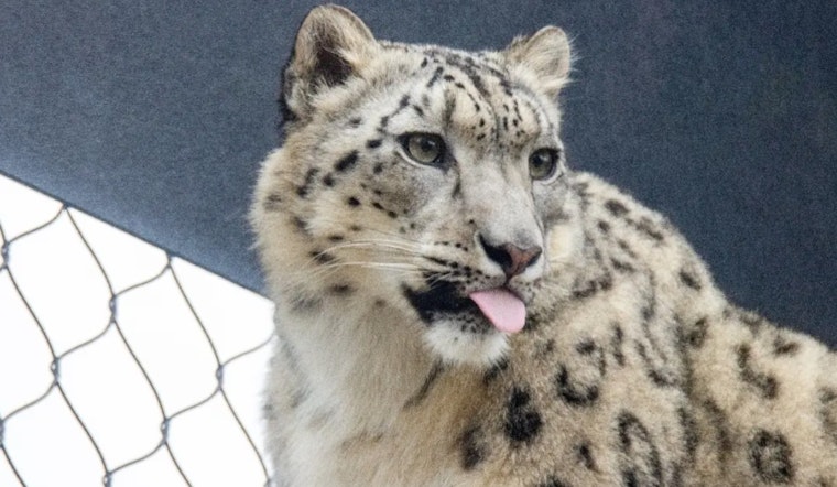 Philadelphia Zoo to Debut Marcy, a New Snow Leopard, as Part of Conservation Effort