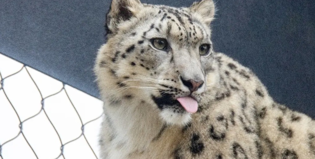 Philadelphia Zoo to Debut Marcy, a New Snow Leopard, as Part of Conservation Effort