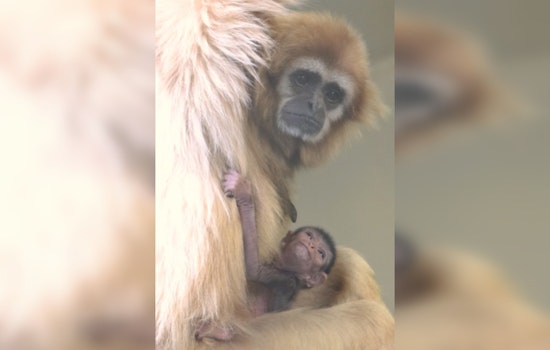 Philadelphia Zoo Welcomes Eros, Endangered White-Handed Gibbon into Renowned Ape Family