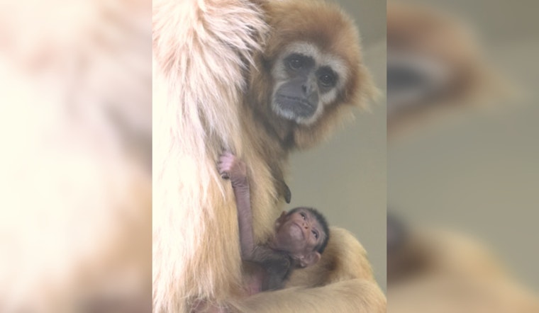 Philadelphia Zoo Welcomes Eros, Endangered White-Handed Gibbon into Renowned Ape Family
