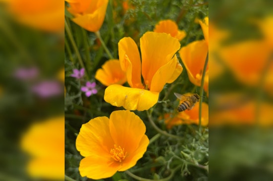 Phoenix Awaits Flourish of Wildflowers as Arizona Deserts Set to Bloom