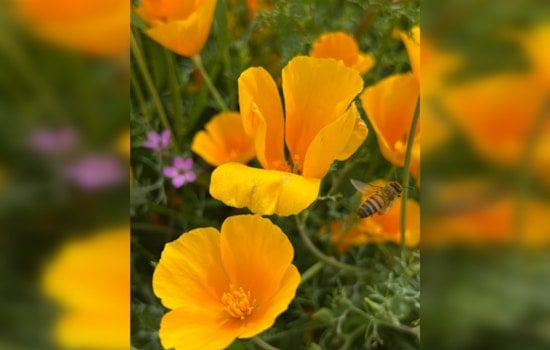 Phoenix Awaits Flourish of Wildflowers as Arizona Deserts Set to Bloom