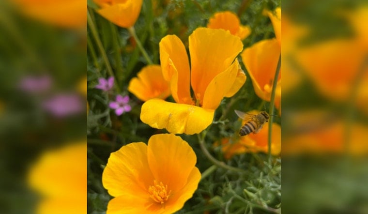 Phoenix Awaits Flourish of Wildflowers as Arizona Deserts Set to Bloom
