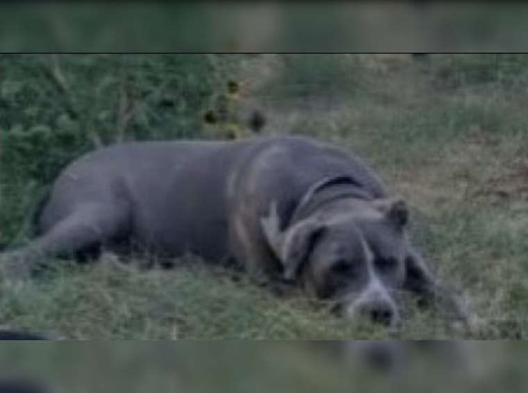 Phoenix Police Search for Suspect After Dog Set on Fire in Cruelty Case