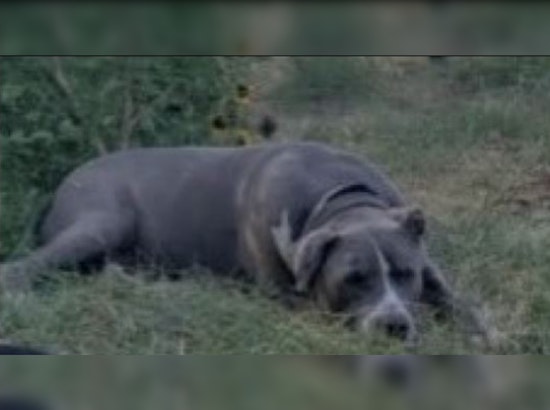 Phoenix Police Search for Suspect After Dog Set on Fire in Cruelty Case