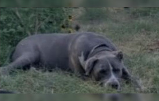 Phoenix Police Search for Suspect After Dog Set on Fire in Cruelty Case