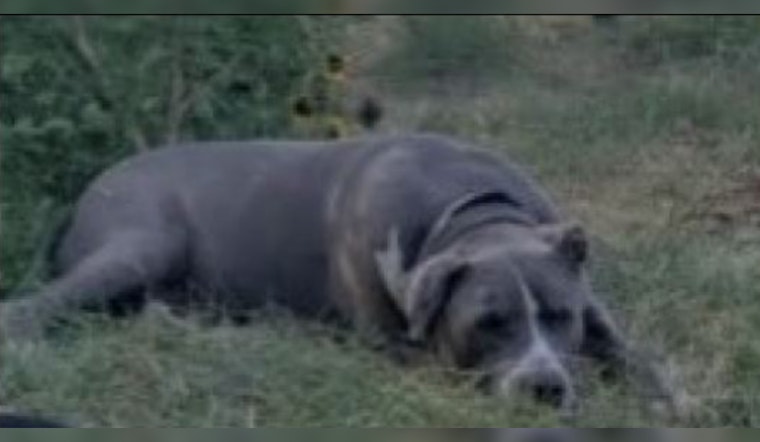 Phoenix Police Search for Suspect After Dog Set on Fire in Cruelty Case
