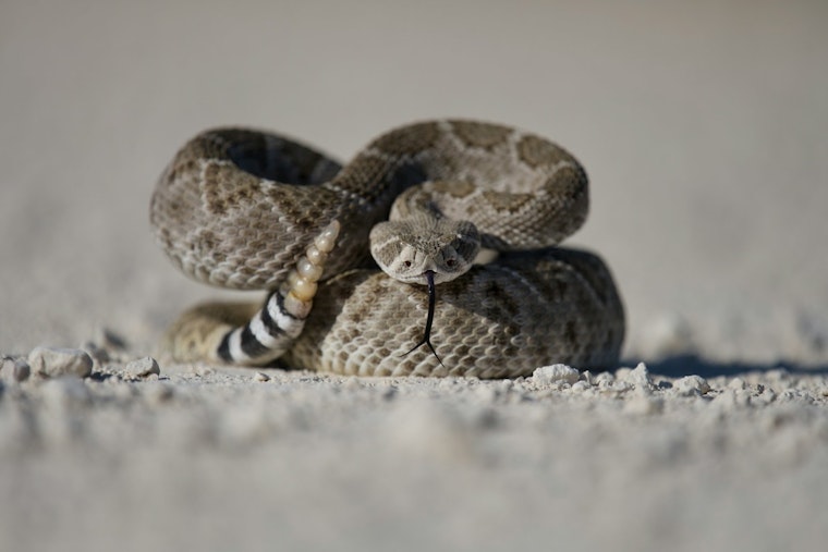 Phoenix Woman Finds Rattlesnake Cozied Up in Car, Local Expert Urges Caution During Snake Season