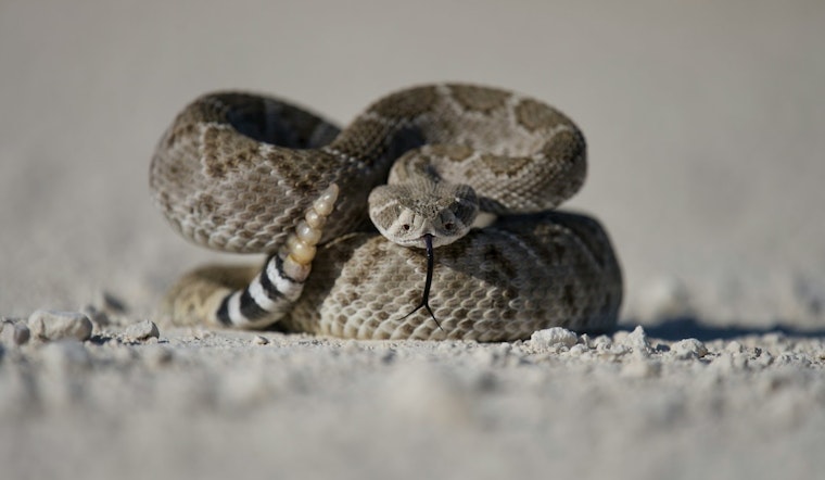Phoenix Woman Finds Rattlesnake Cozied Up in Car, Local Expert Urges Caution During Snake Season