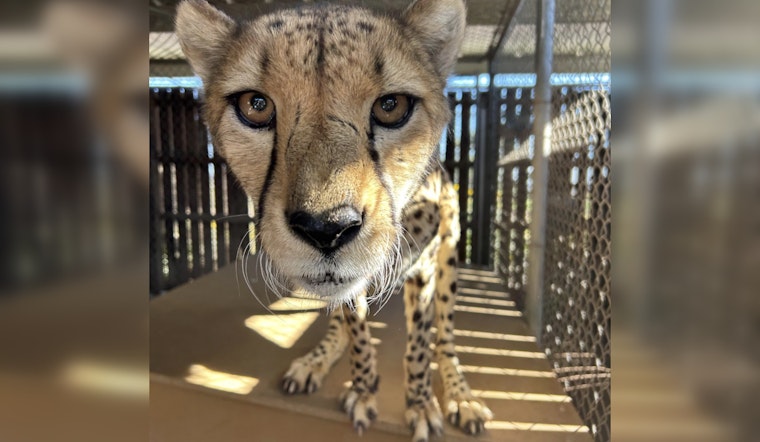 Phoenix Zoo Mourns Loss of Beloved 10-Year-Old Cheetah Beau After Euthanasia Due to Health Issues