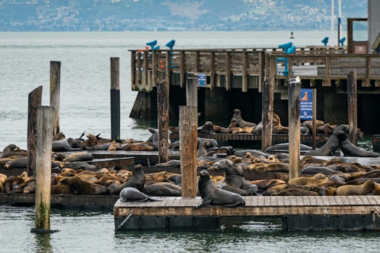 Portland Docks Become Temporary Home to Sea Lion Colony Near Hayden Island