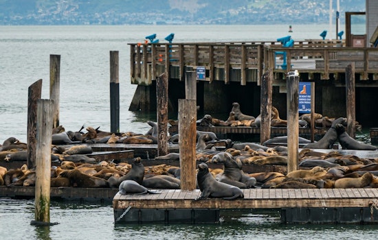 Portland Docks Become Temporary Home to Sea Lion Colony Near Hayden Island