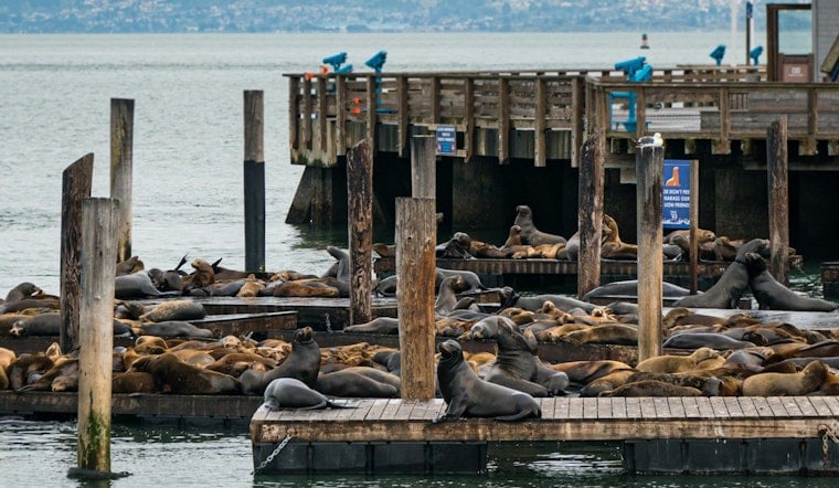Portland Docks Become Temporary Home to Sea Lion Colony Near Hayden Island
