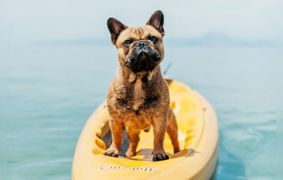 Portland Ranks High on USA Today's List of America's Top Dog-Friendly Vacation Spots