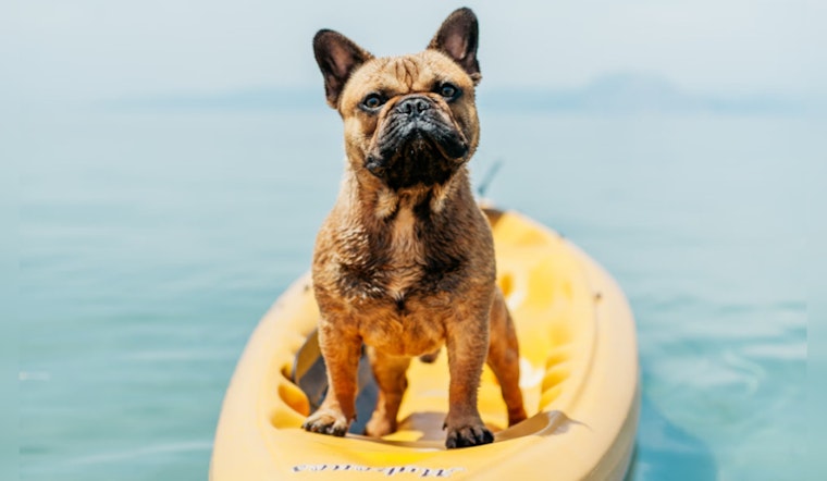Portland Ranks High on USA Today's List of America's Top Dog-Friendly Vacation Spots