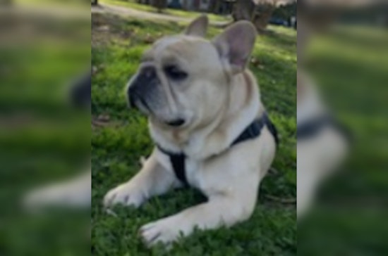 Public's Help Sought in Northwest D.C. After French Bulldog Goes Missing with Stolen Vehicle
