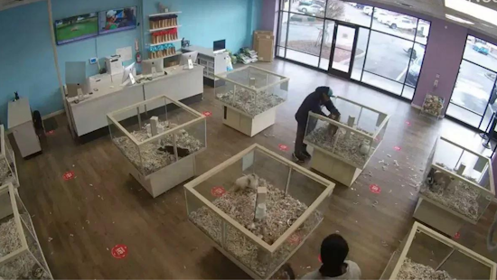 Puyallup Pet Store Puppy Snatched by Suspected Dognappers Caught on Camera