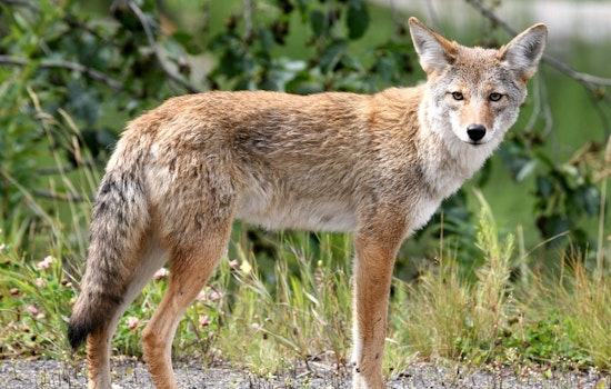 Rabid Coyote Euthanized in Montgomery County After Attacking Two Women