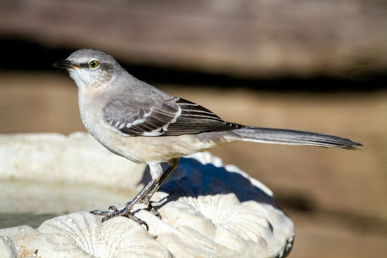 Registration Now Open for 28th Annual Great Texas Birding Classic Beginning April 15