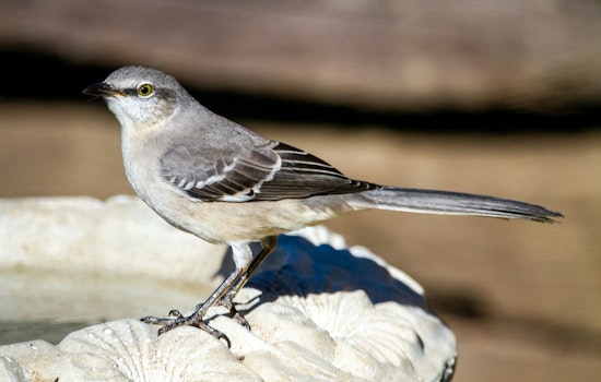 Registration Now Open for 28th Annual Great Texas Birding Classic Beginning April 15