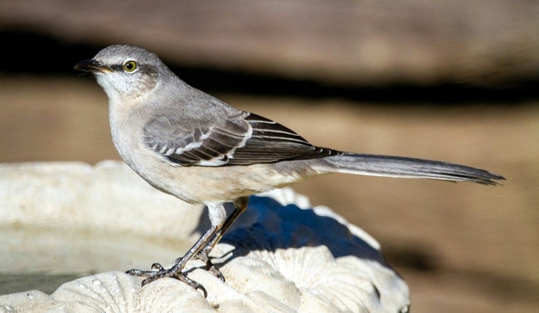 Registration Now Open for 28th Annual Great Texas Birding Classic Beginning April 15
