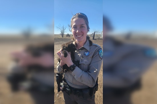 Resilient Felines Amid Texas Tragedy, Game Warden Rescues Kittens from State’s Largest Wildfire