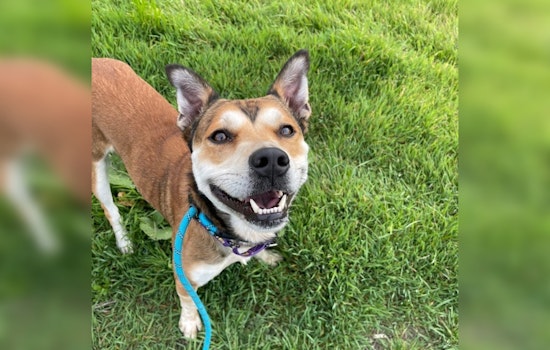 Rockie the Pitbull Mix Awaits Forever Home Despite Glowing Report Card from New Braunfels Shelter