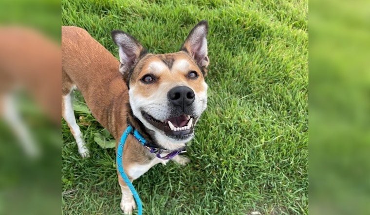 Rockie the Pitbull Mix Awaits Forever Home Despite Glowing Report Card from New Braunfels Shelter