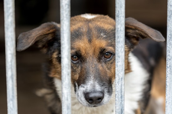 San Antonio and Austin Animal Services Face Scrutiny After Critical City Audits Reveal Oversight Issues