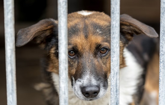 San Antonio and Austin Animal Services Face Scrutiny After Critical City Audits Reveal Oversight Issues
