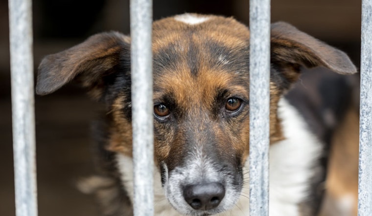San Antonio and Austin Animal Services Face Scrutiny After Critical City Audits Reveal Oversight Issues