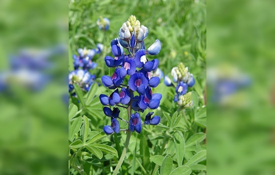 San Antonio Celebrates Early Bluebonnet Bloom and Spectacular Rainbows, Locals Share Nature's Artistry