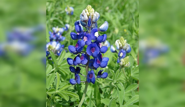 San Antonio Celebrates Early Bluebonnet Bloom and Spectacular Rainbows, Locals Share Nature's Artistry