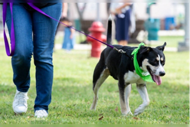 San Antonio Cracks Down on Illegal Baby Animal Sales Ahead of Easter,