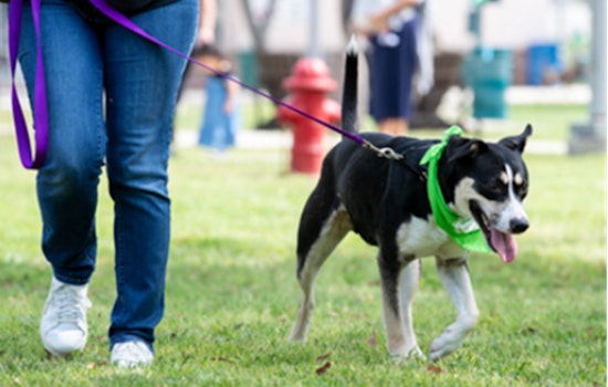 San Antonio Cracks Down on Illegal Baby Animal Sales Ahead of Easter, SAACS Offers Pet Safety Tips