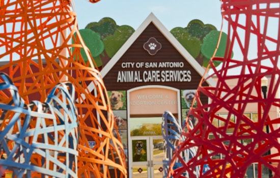 San Antonio Implements Plan to Improve Animal Welfare and Increase Pet Retention