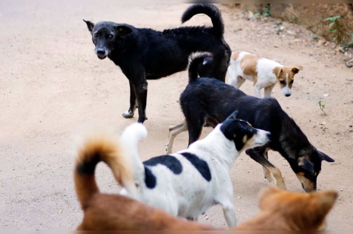 San Antonio Neighborhood Battles Surge in Stray Dogs, Pleads for