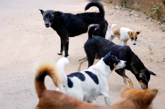 San Antonio Neighborhood Battles Surge in Stray Dogs, Pleads for Effective Response from ACS