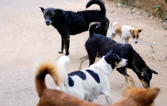 San Antonio Neighborhood Battles Surge in Stray Dogs, Pleads for Effective Response from ACS