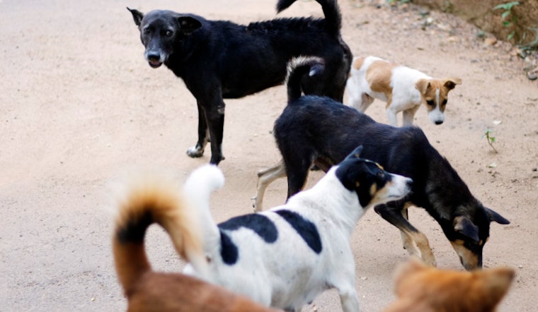 San Antonio Neighborhood Battles Surge in Stray Dogs, Pleads for Effective Response from ACS